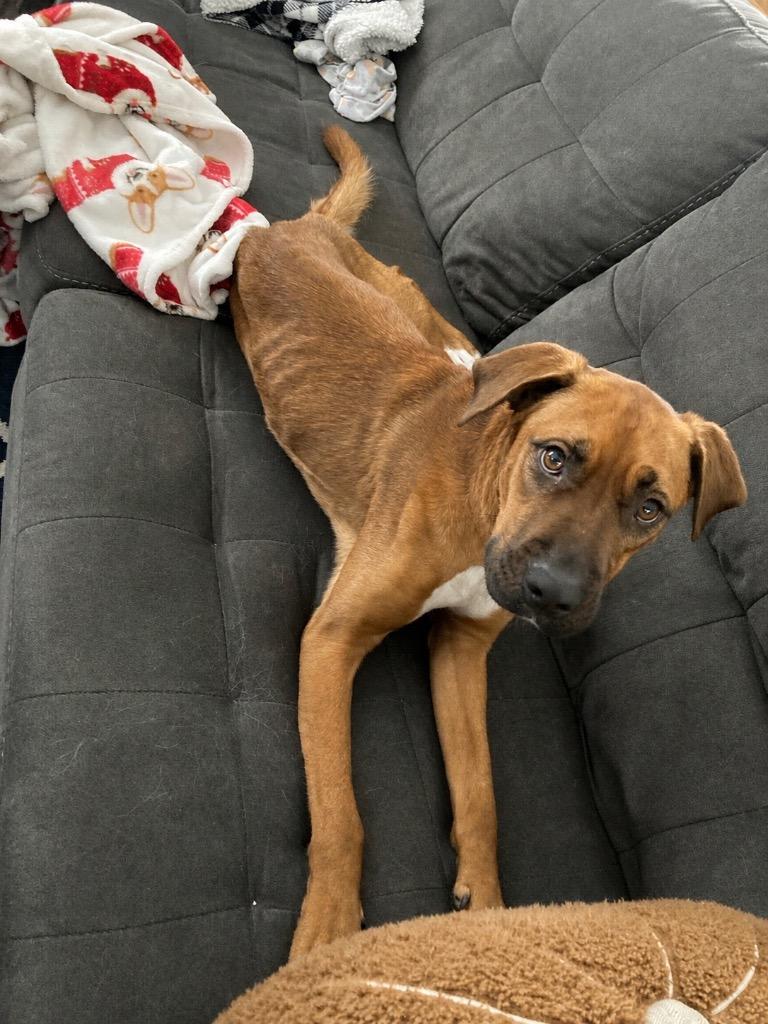 Enlarge Chickie, a Adoptable mixed breed in Princeton, MA image 5/6