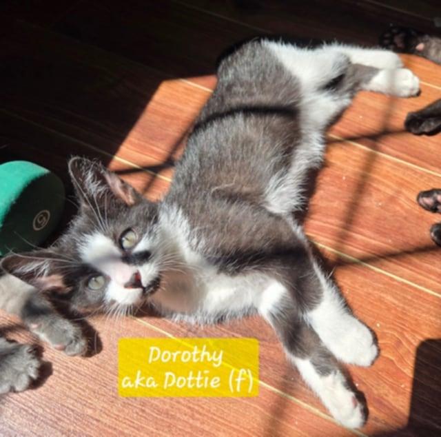 Dorothy, an adoptable Domestic Short Hair in Fredericton, NB, E3B 1K8 | Photo Image 5