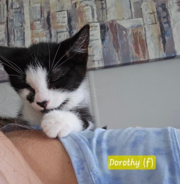 Dorothy, an adoptable Domestic Short Hair in Fredericton, NB, E3B 1K8 | Photo Image 4