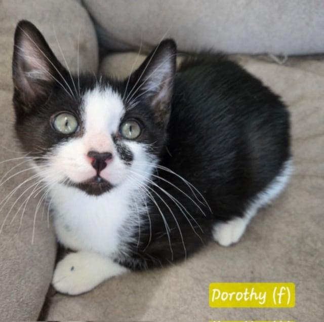 Dorothy, an adoptable Domestic Short Hair in Fredericton, NB, E3B 1K8 | Photo Image 1