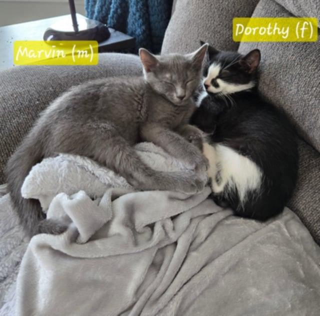 Dorothy, an adoptable Domestic Short Hair in Fredericton, NB, E3B 1K8 | Photo Image 3