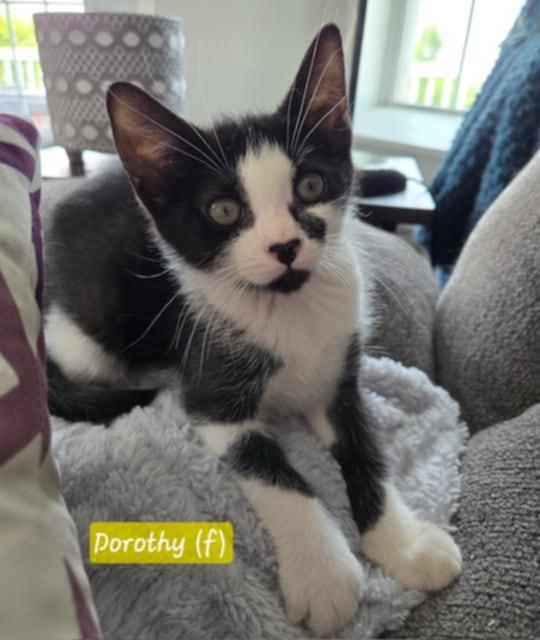 Dorothy, an adoptable Domestic Short Hair in Fredericton, NB, E3B 1K8 | Photo Image 2