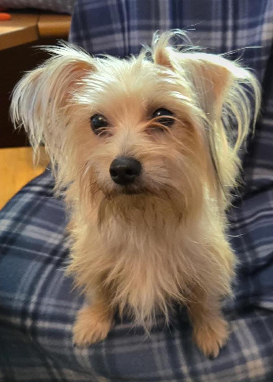 Enlarge Bowie, a Adopted mixed breed in Sioux City, IA image 2/5