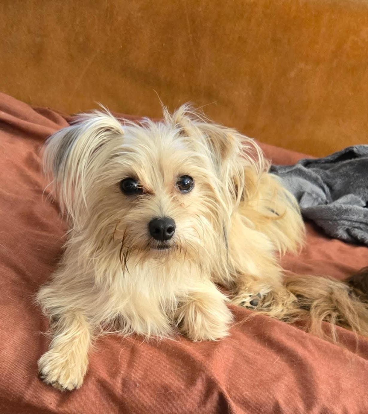 Bowie, Adopted, Adult Male Maltese & Terrier.
