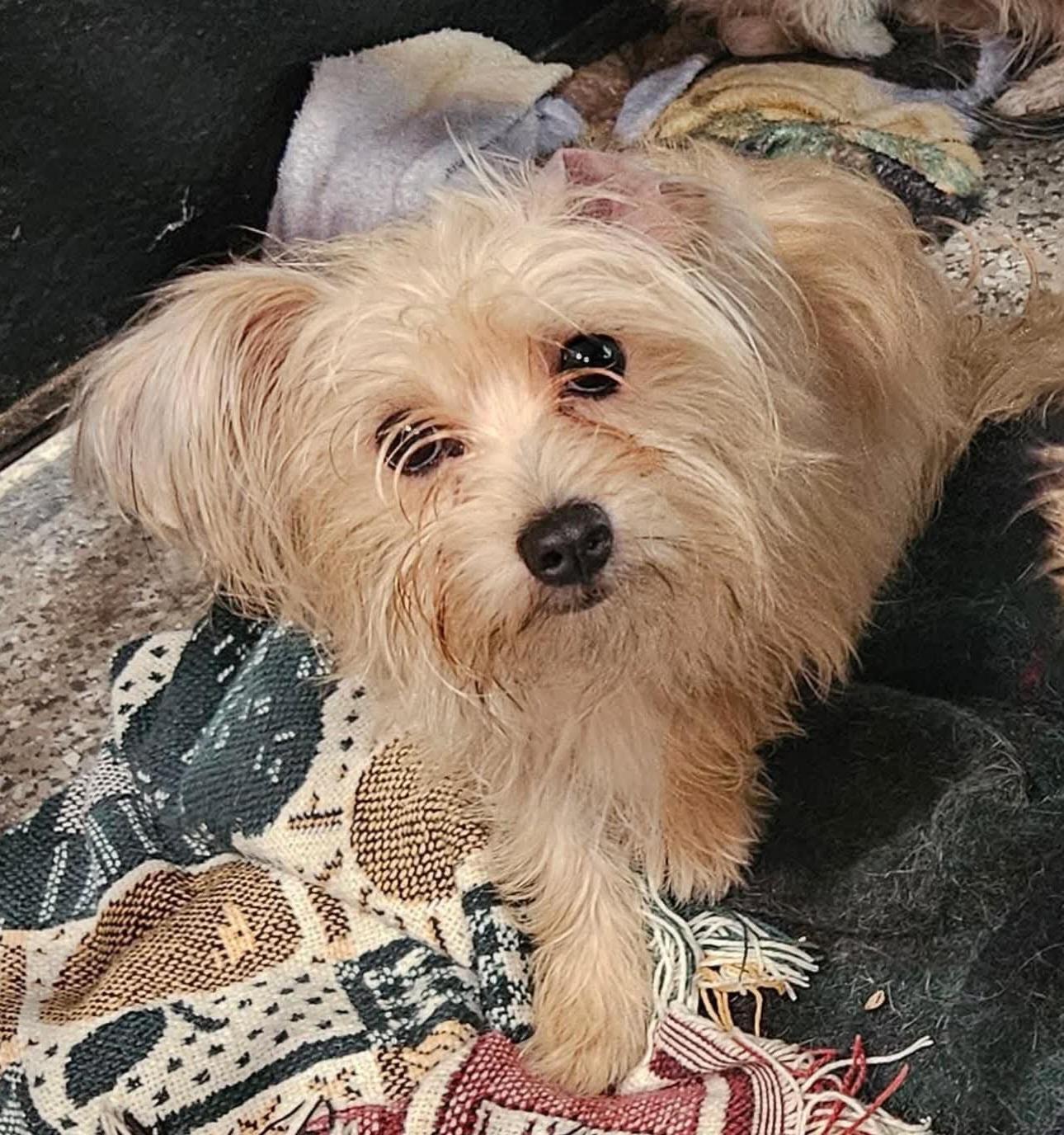 Enlarge Bowie, a Adopted mixed breed in Sioux City, IA image 3/5