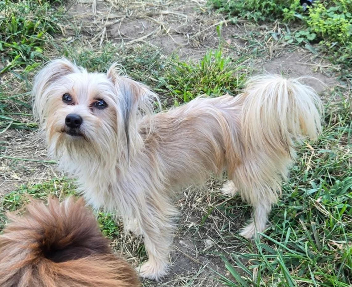 Enlarge Bowie, a Adopted mixed breed in Sioux City, IA image 4/5