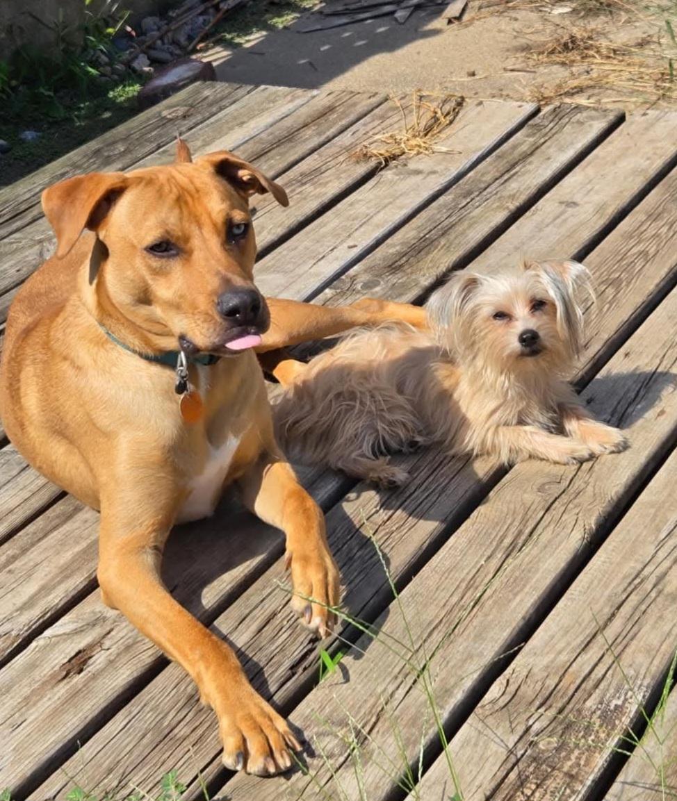 Enlarge Bowie, a Adopted mixed breed in Sioux City, IA image 5/5