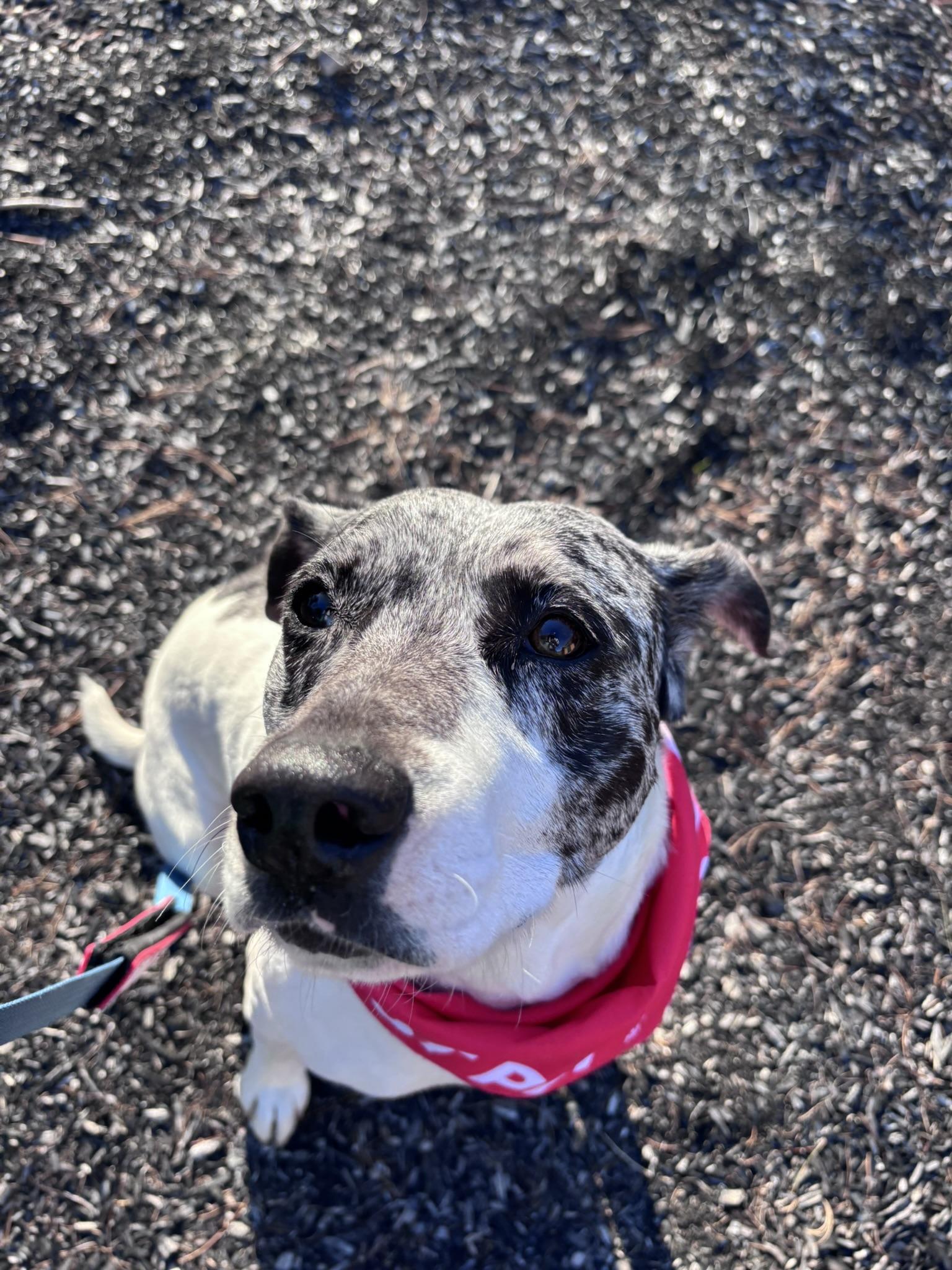 Enlarge Julie, a Adoptable mixed breed in Pembroke, MA image 3/5