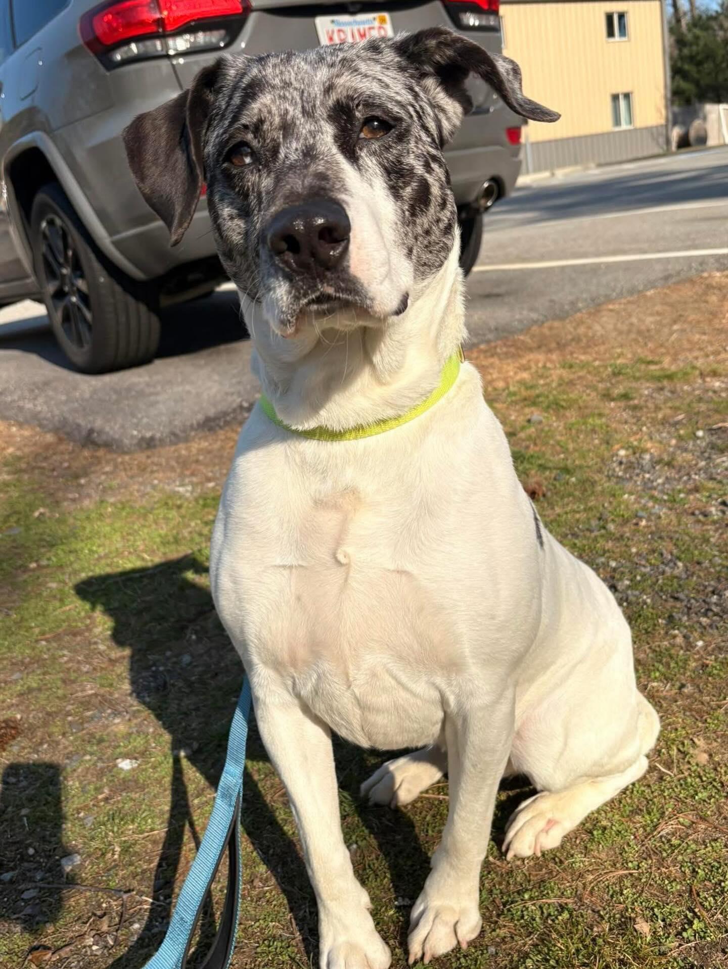 Enlarge Julie, a Adoptable mixed breed in Pembroke, MA image 4/5