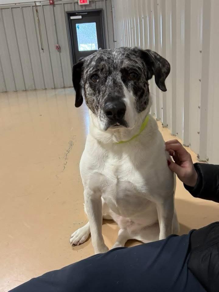 Enlarge Julie, a Adoptable mixed breed in Pembroke, MA image 5/5