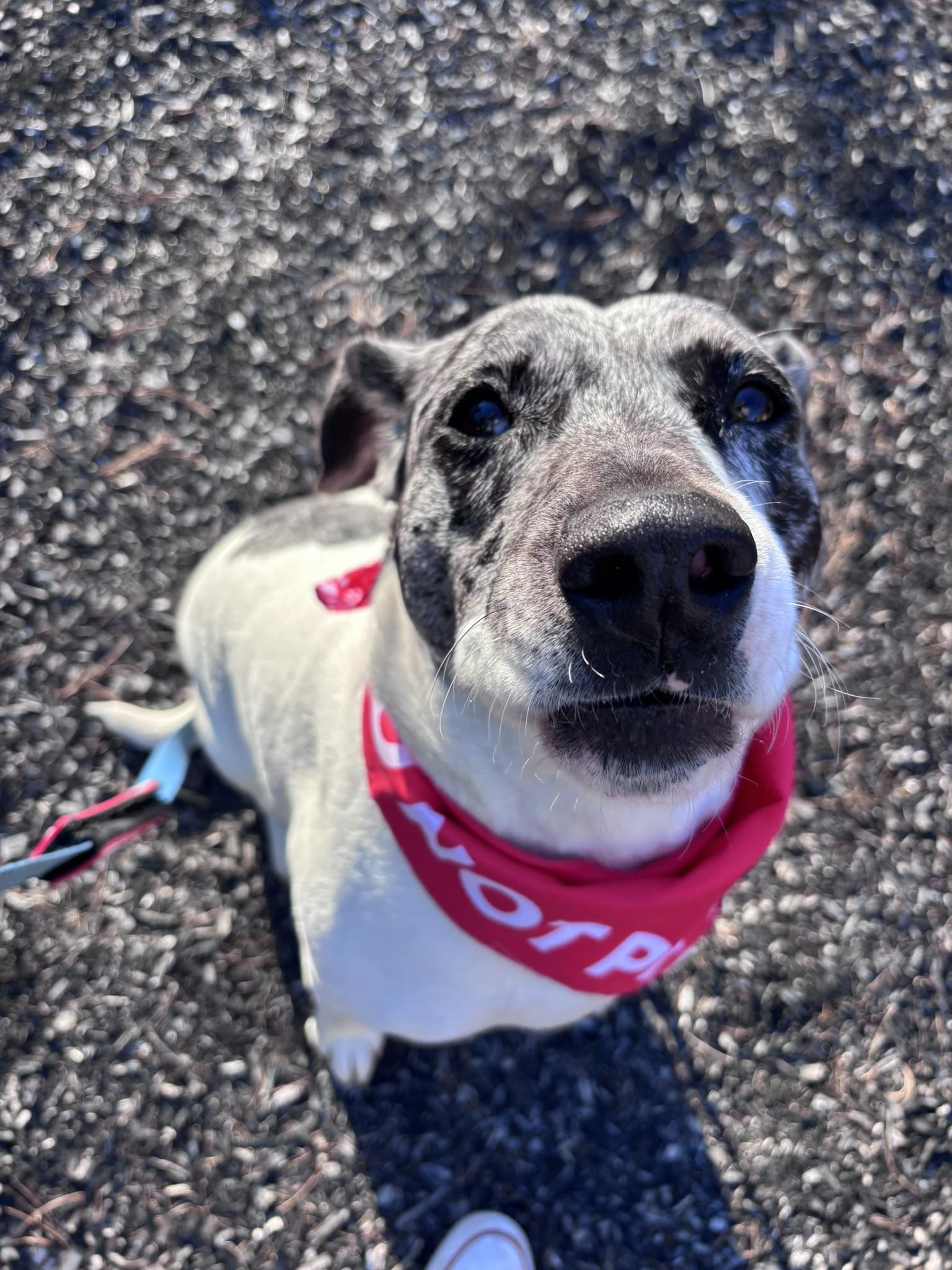Enlarge Julie, a Adoptable mixed breed in Pembroke, MA image 2/5