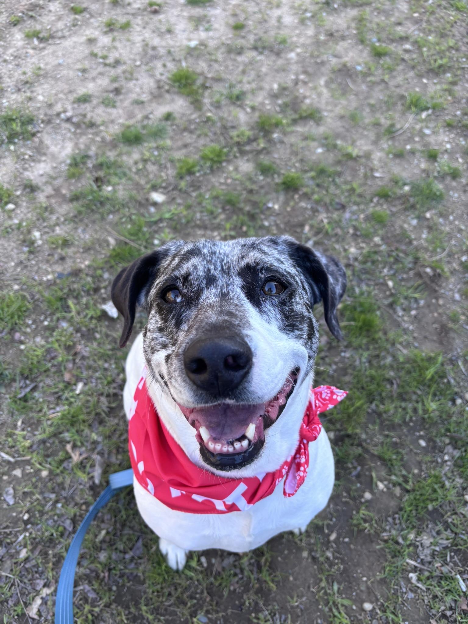 Julie, Adoptable, Young Female Pit Bull Terrier & Catahoula Leopard Dog.