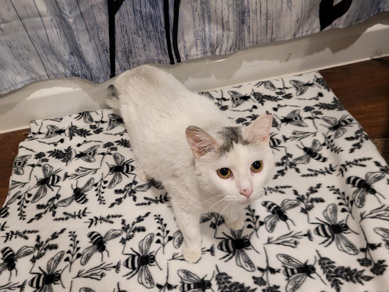 Kuykendahl Found Kitty (Name TBD), a ADOPTABLE mixed breed in Houston, TX image 5/5