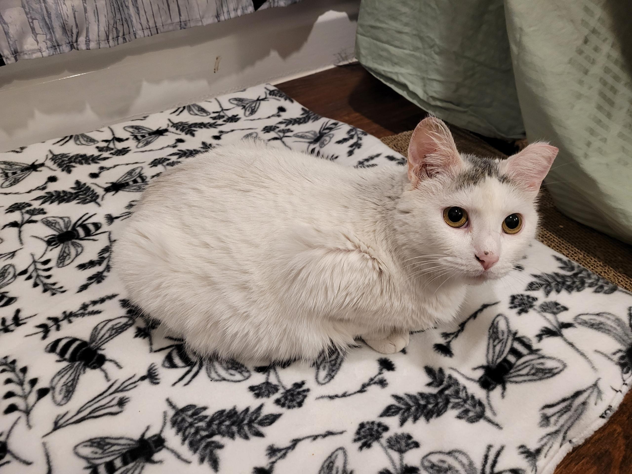 Kuykendahl Found Kitty (Name TBD), a ADOPTABLE mixed breed in Houston, TX image 3/5