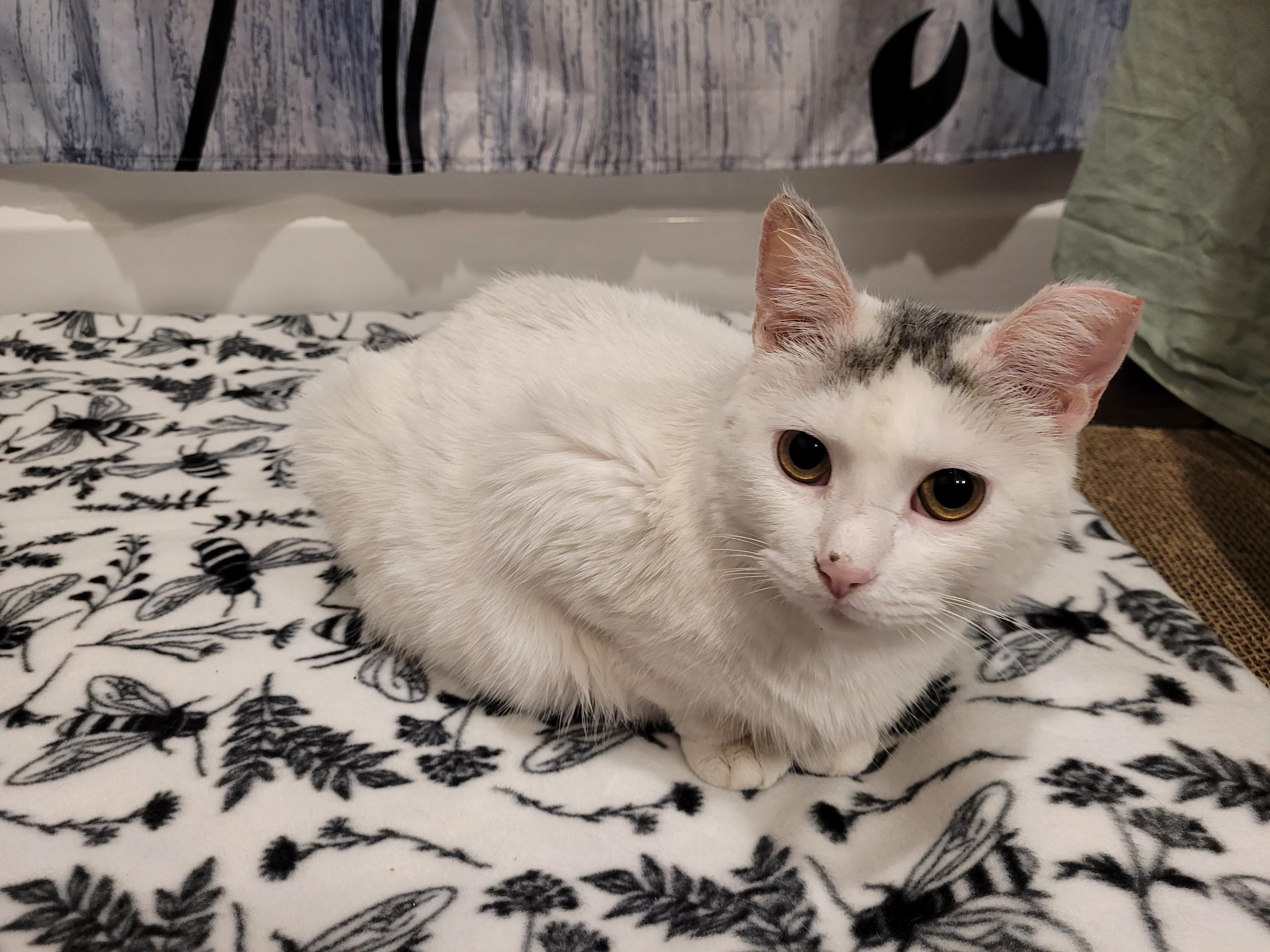 Kuykendahl Found Kitty (Name TBD), ADOPTABLE, Senior Female Domestic Medium Hair & Turkish Van.