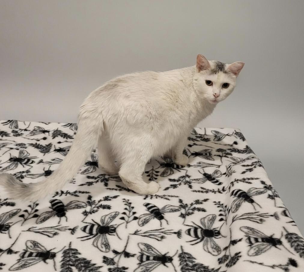 Kuykendahl Found Kitty (Name TBD), a ADOPTABLE mixed breed in Houston, TX image 2/5