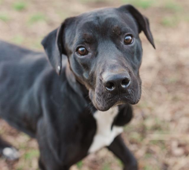 HAIKU, Adoptable, Adult Male Mixed Breed.