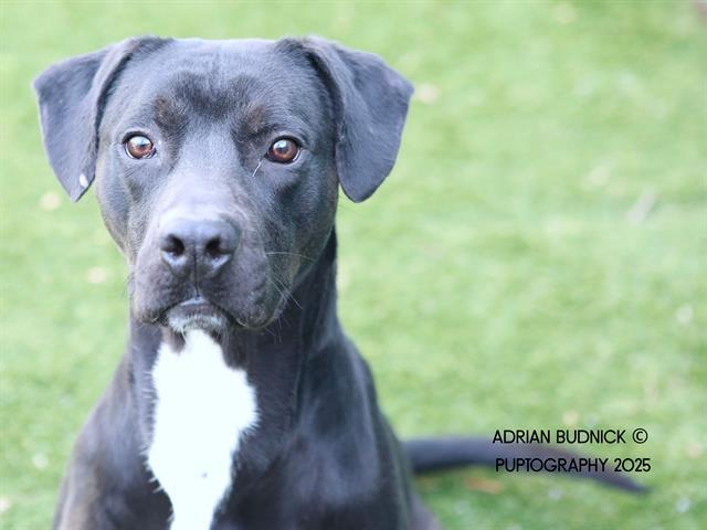 Enlarge HAIKU, a Adoptable Mixed Breed in Nashville, TN image 1/1