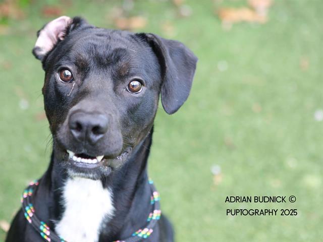 HAIKU, Adoptable, Young Male Mixed Breed.