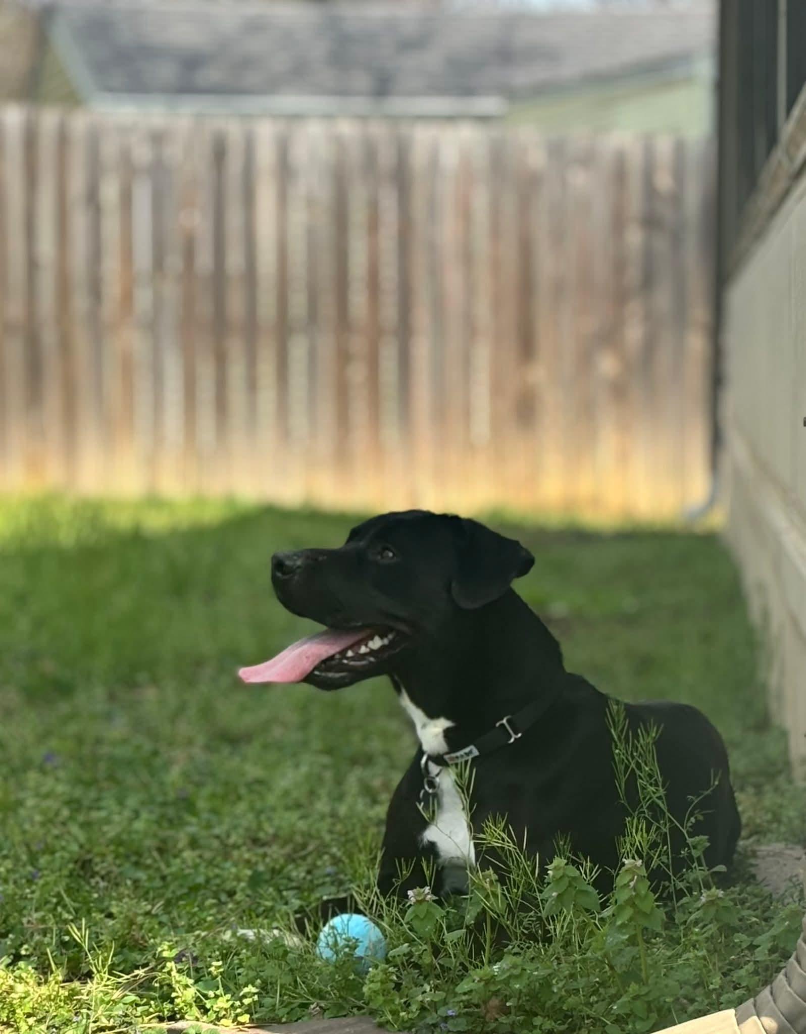Haiku, a Adoptable mixed breed in Nashville, TN image 4/5