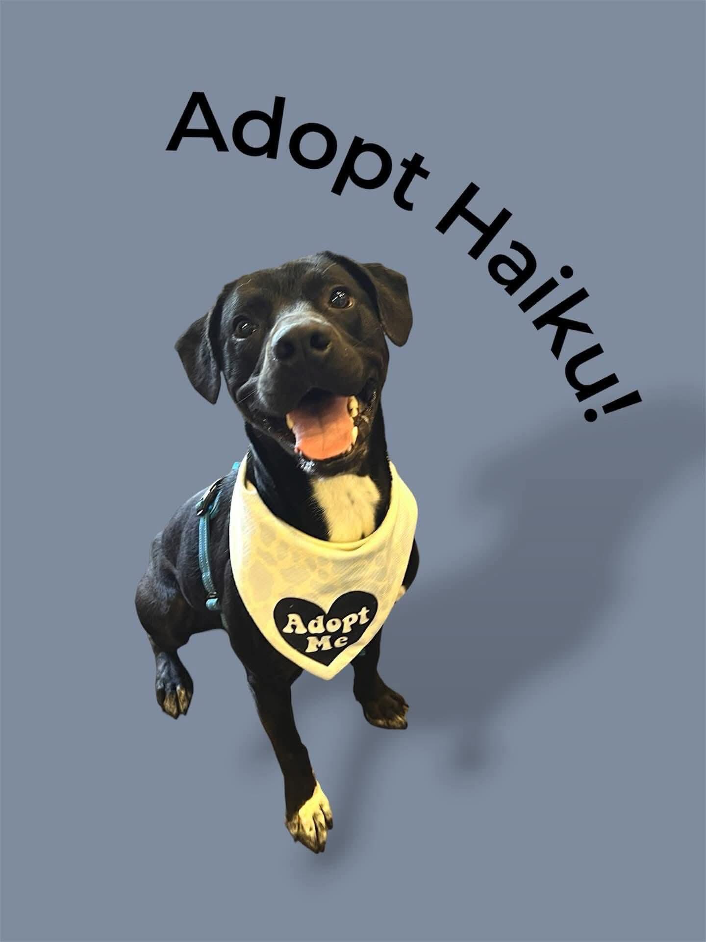 Haiku, a Adoptable mixed breed in Nashville, TN image 2/5