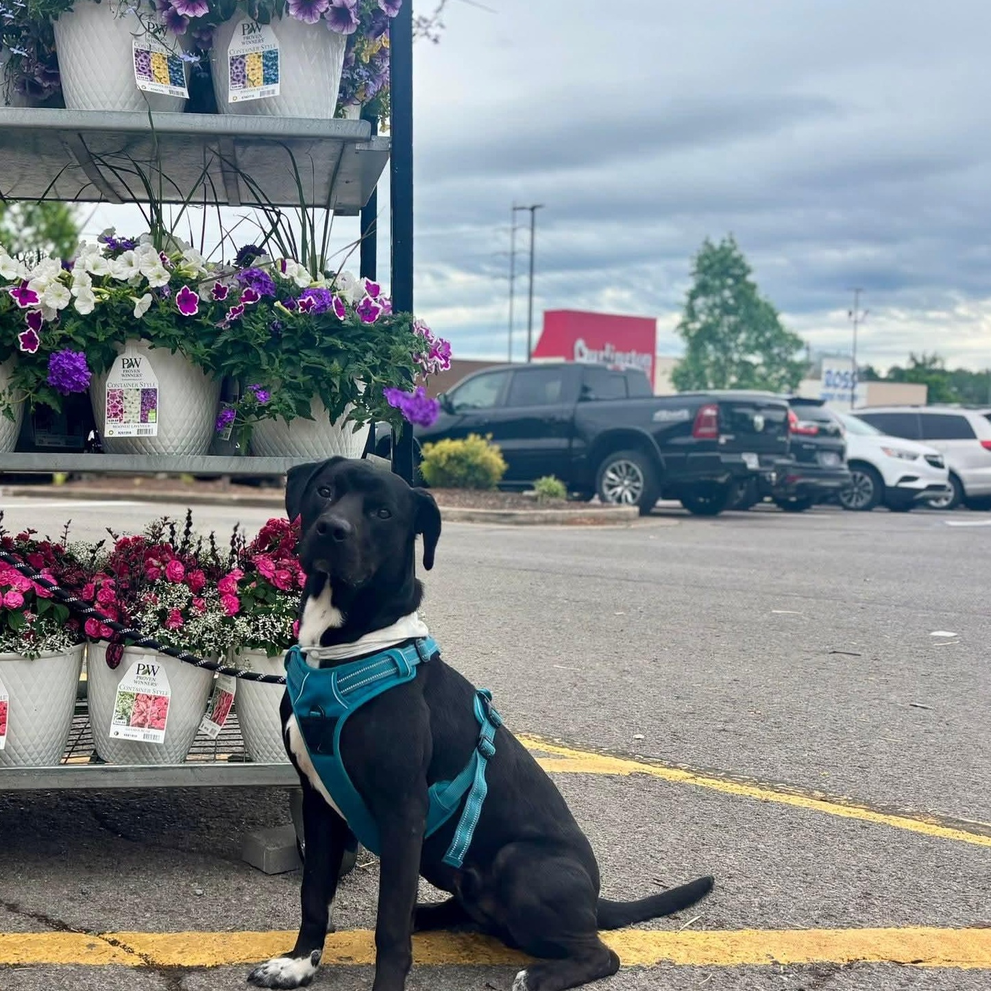 Haiku, a Adoptable mixed breed in Nashville, TN image 5/5