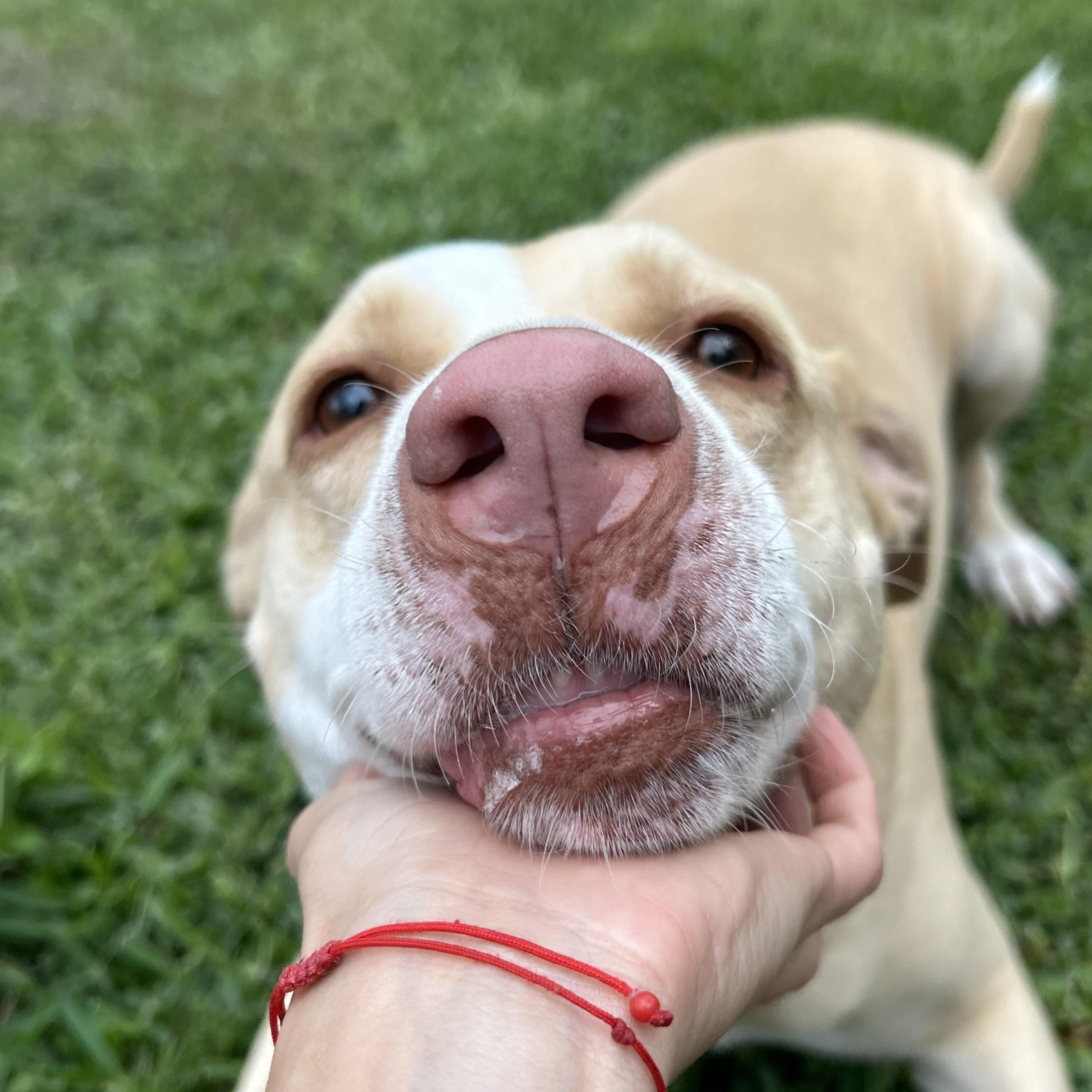 Enlarge Sandy, a Adoptable mixed breed in Kirkland, WA image 2/6