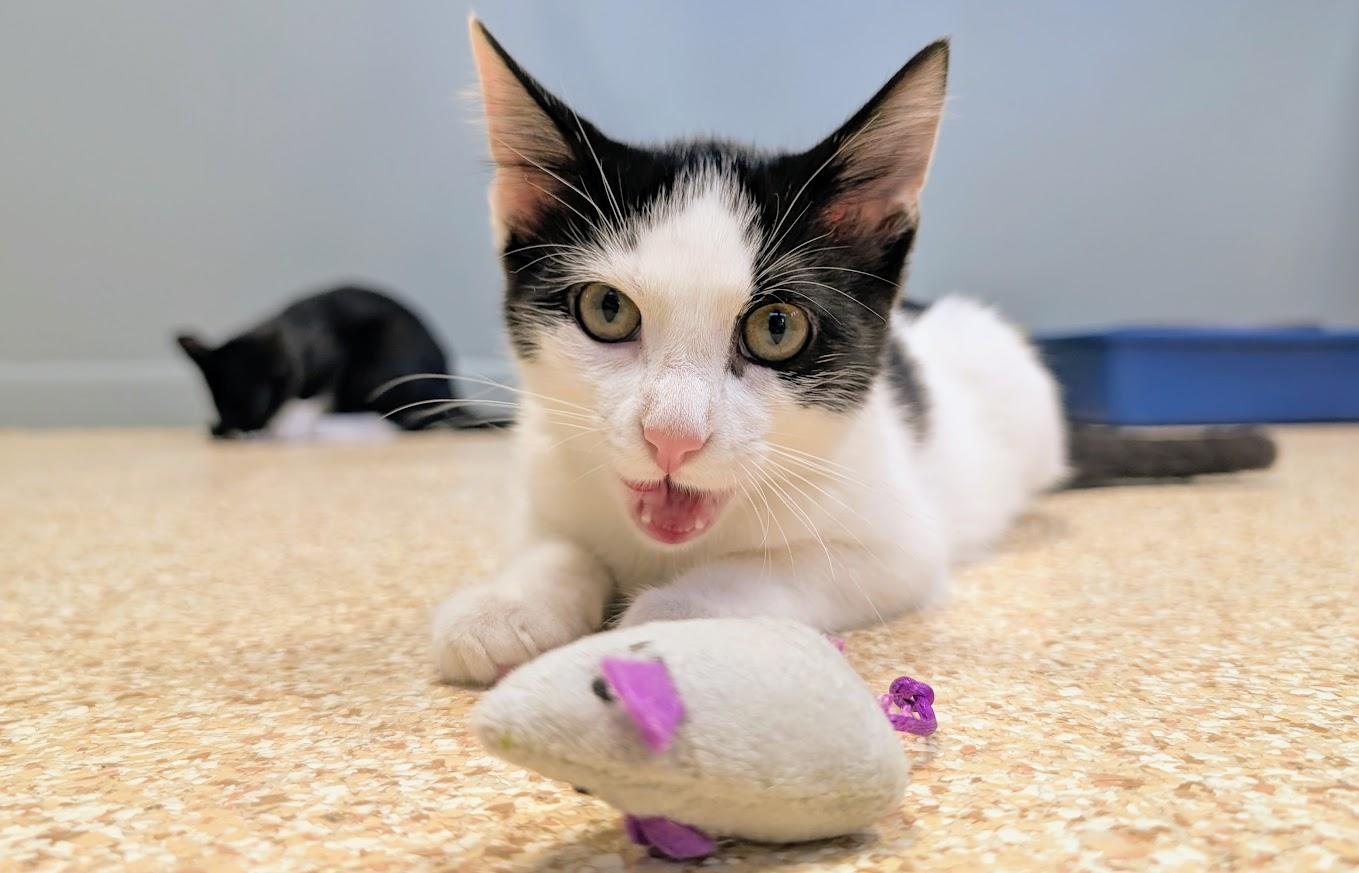 Enlarge Lexa, a Adoptable Domestic Short Hair in Waupun, WI image 3/5