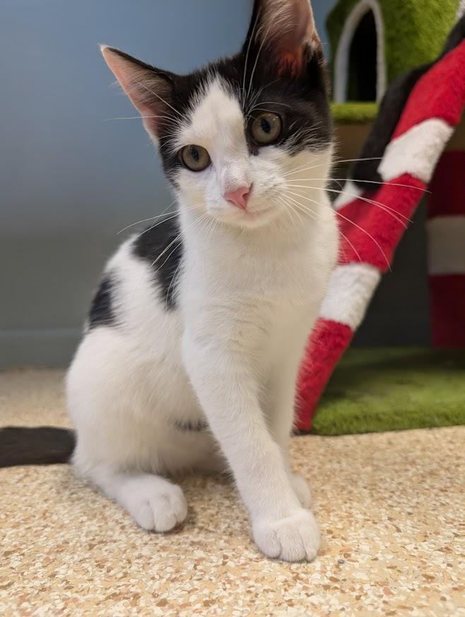 Enlarge Lexa, a Adoptable Domestic Short Hair in Waupun, WI image 2/5