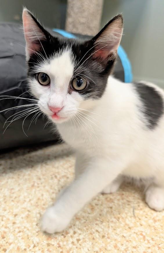 Enlarge Lexa, a Adoptable Domestic Short Hair in Waupun, WI image 5/5