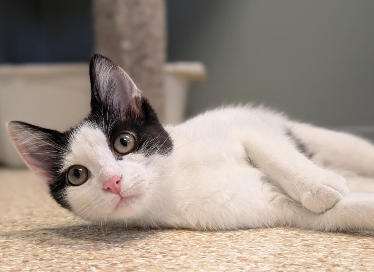 Enlarge Lexa, a Adoptable Domestic Short Hair in Waupun, WI image 4/5