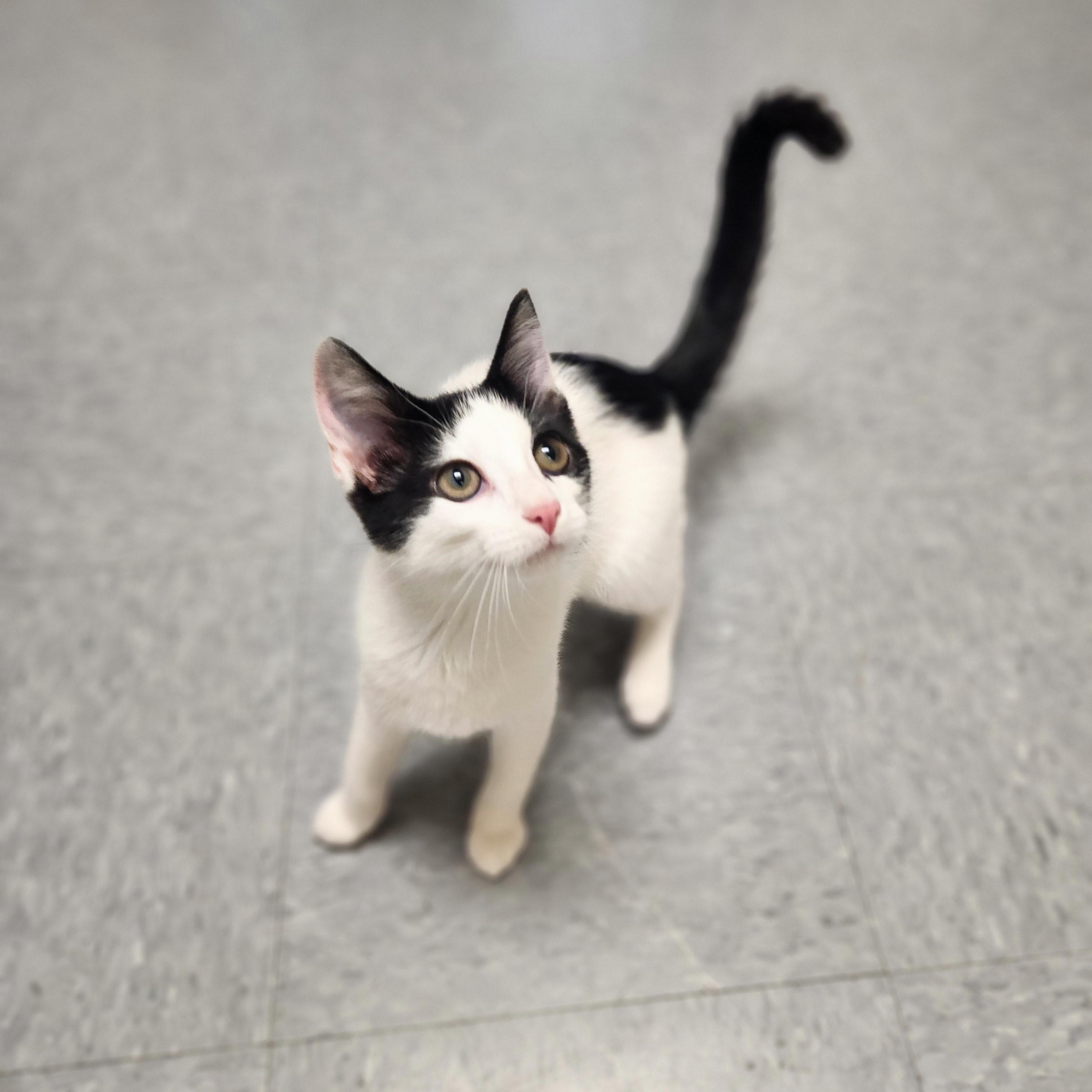 Enlarge Lexa, a ADOPTABLE Domestic Short Hair in Waupun, WI image 3/3