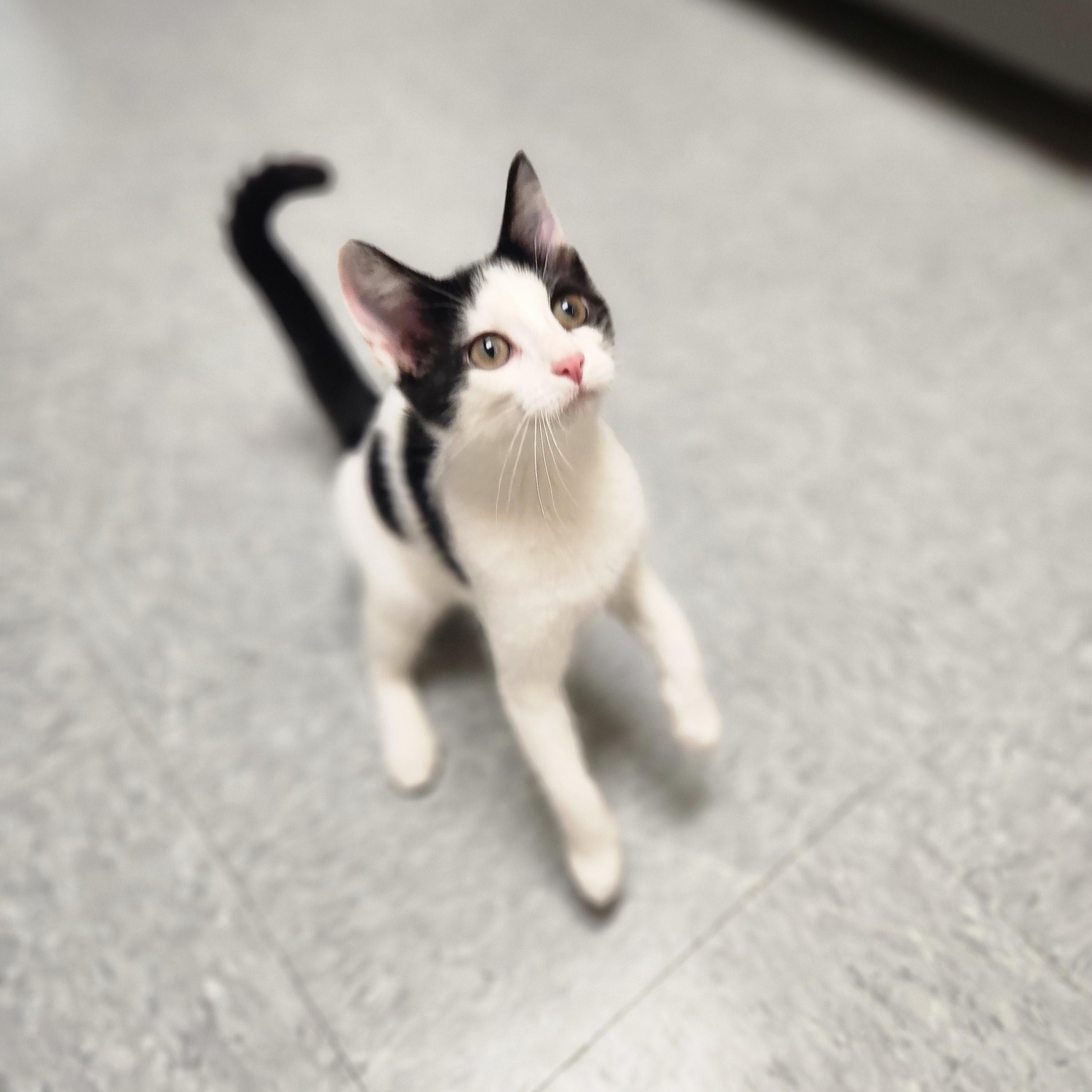 Enlarge Lexa, a ADOPTABLE Domestic Short Hair in Waupun, WI image 2/3