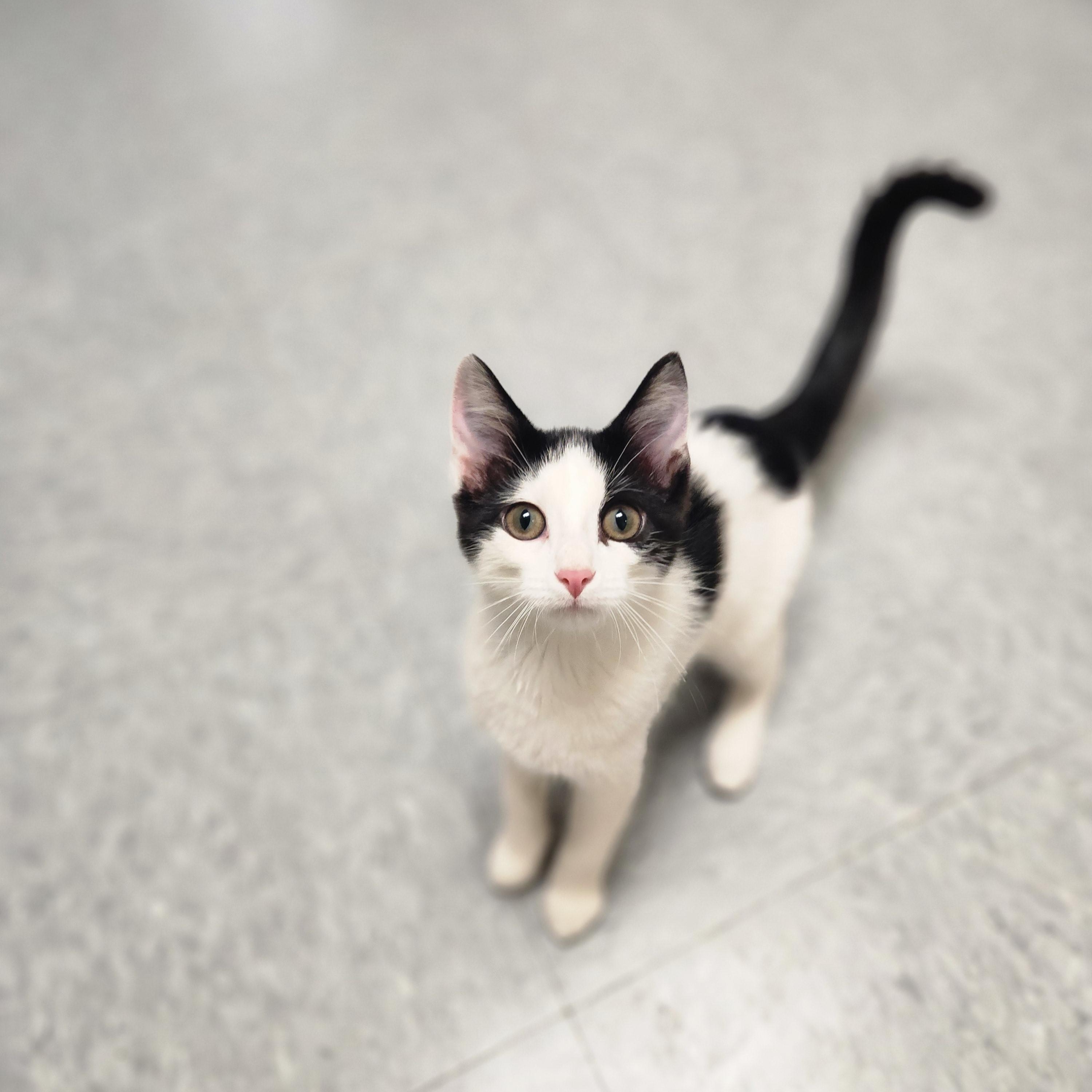 Lexa, ADOPTABLE, Young Female Domestic Short Hair.