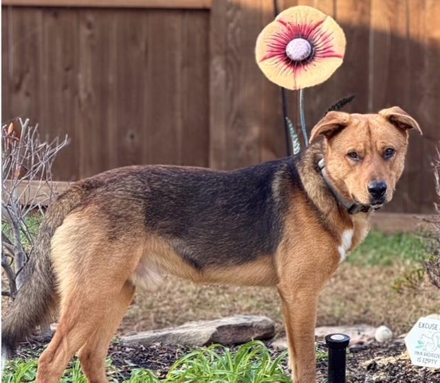 Enlarge Bear, a ADOPTABLE mixed breed in Cypress, TX image 2/4