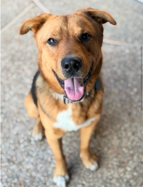 Bear, ADOPTABLE, Young Male German Shepherd Dog & Husky.