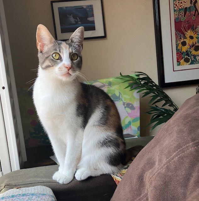 Suzy, Adoptable, Young Female Domestic Short Hair & Dilute Calico.