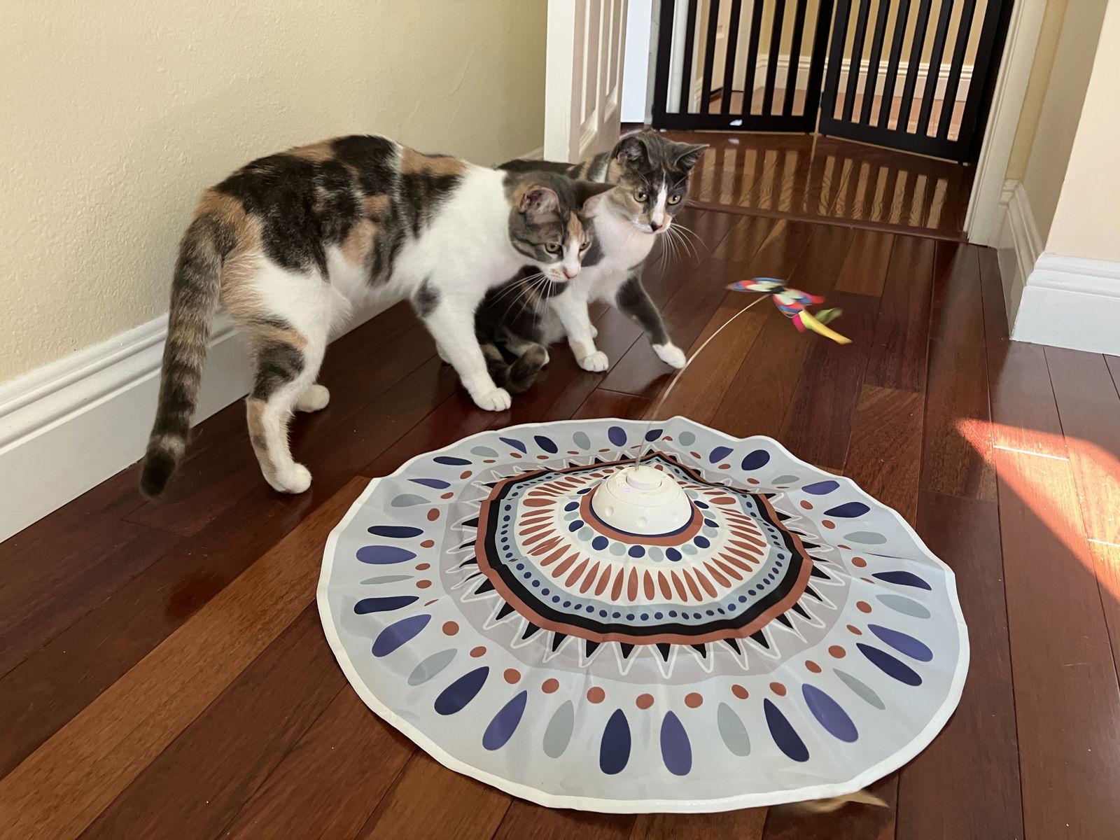 Enlarge Suzy, a Adoptable mixed breed in Los Angeles, CA image 3/3