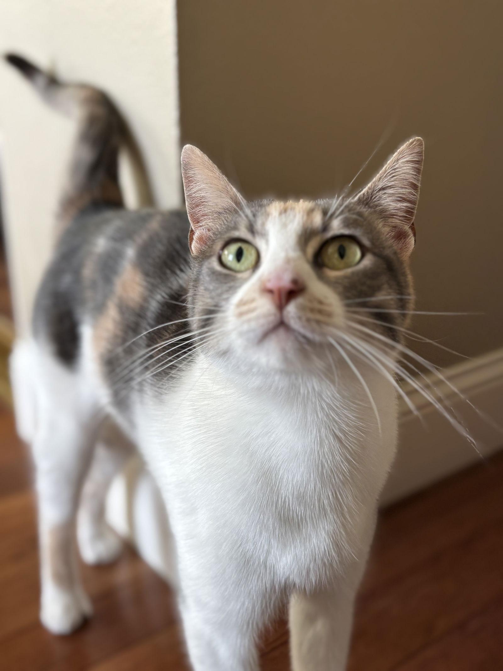 Suzy, a Adoptable mixed breed in Los Angeles, CA image 3/3