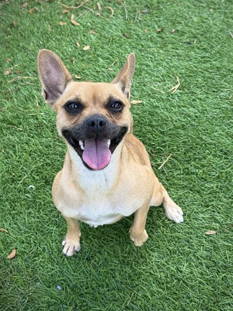 CANDY, Adoptable, Young Female Chihuahua.