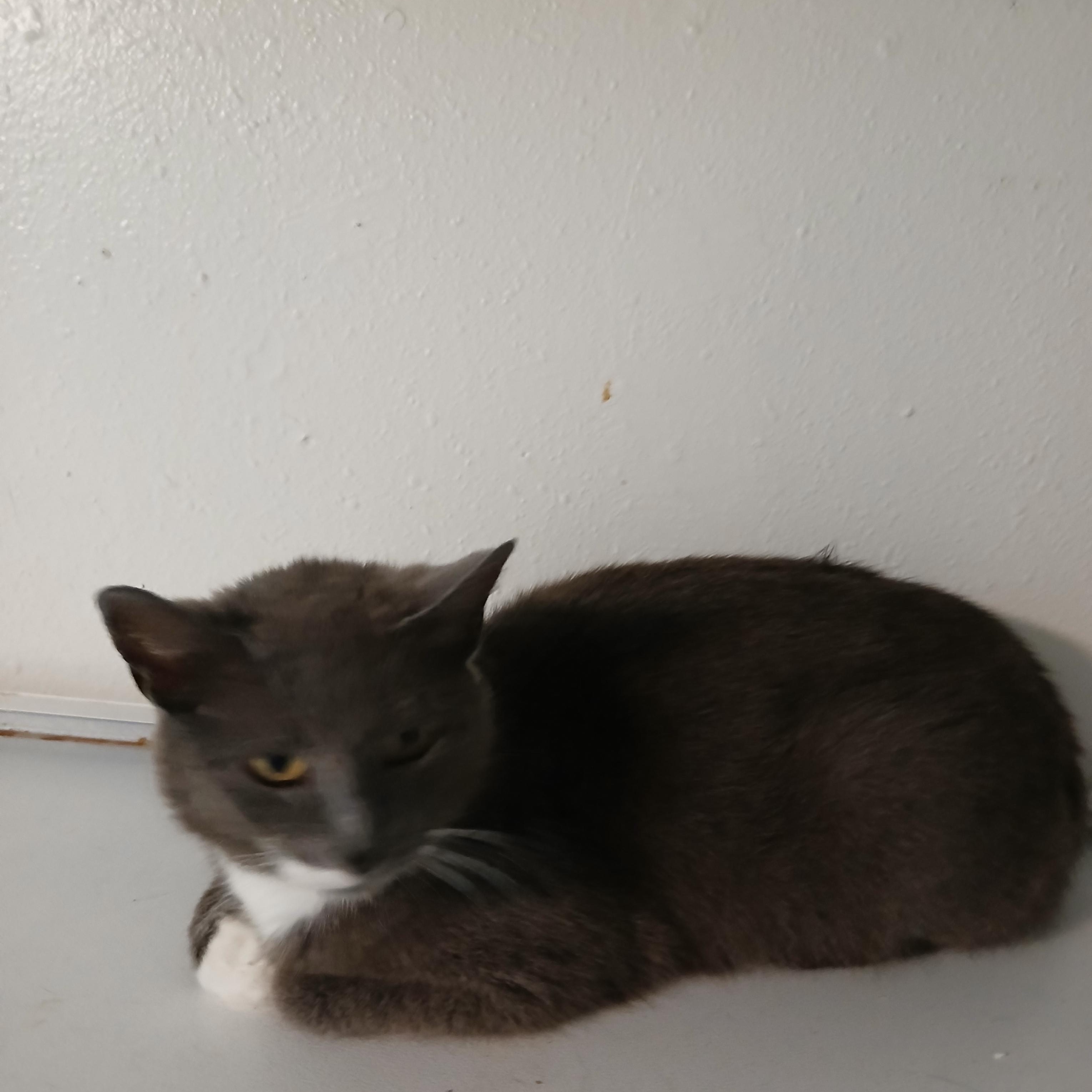 Becky, ADOPTABLE, Young Female American Shorthair.