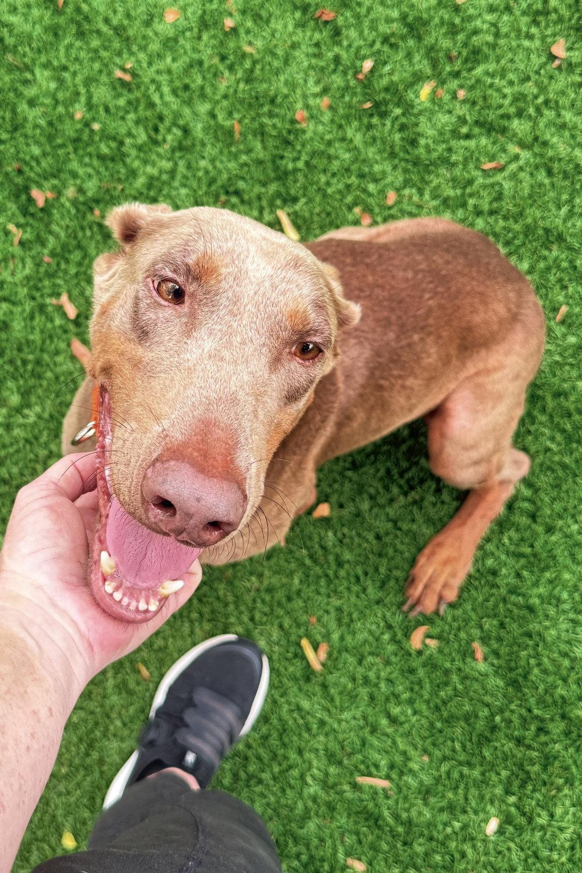 Coco 3579, Adoptable, Young Female Doberman Pinscher.