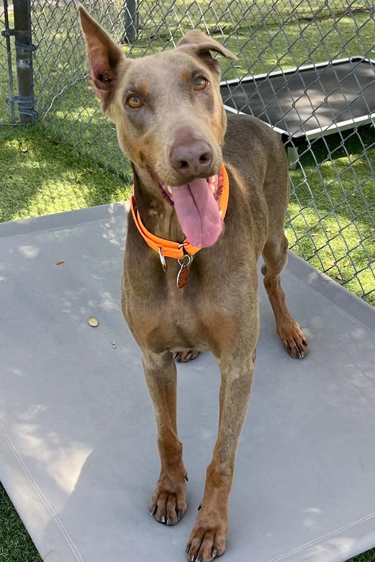 Coco 3579, a Adoptable Doberman Pinscher in Oakland Park, FL image 2/3