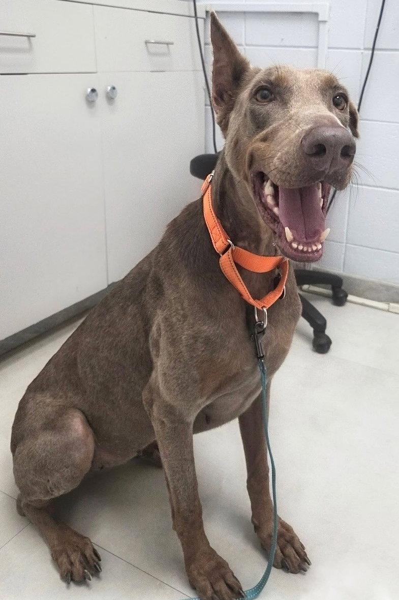 Coco 3579, a Adoptable Doberman Pinscher in Oakland Park, FL image 3/3