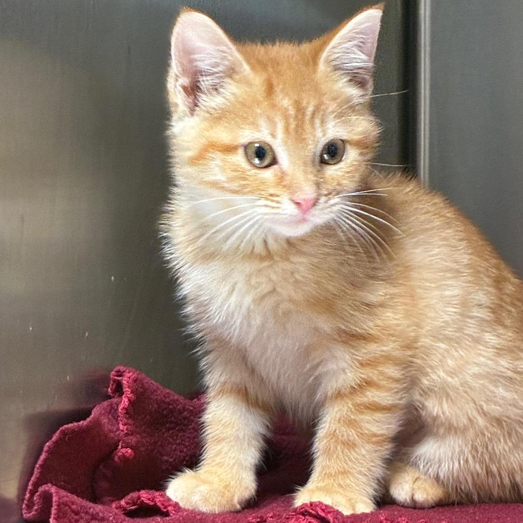 Amaranth, Adoptable, Kitten Female Domestic Short Hair.