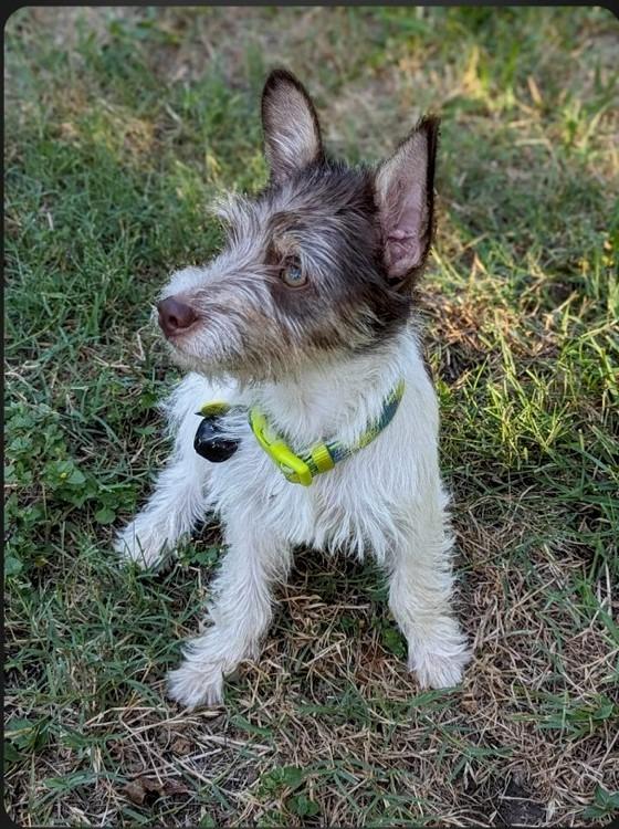 Firecracker, Adopted, Adult Male Jack Russell Terrier.