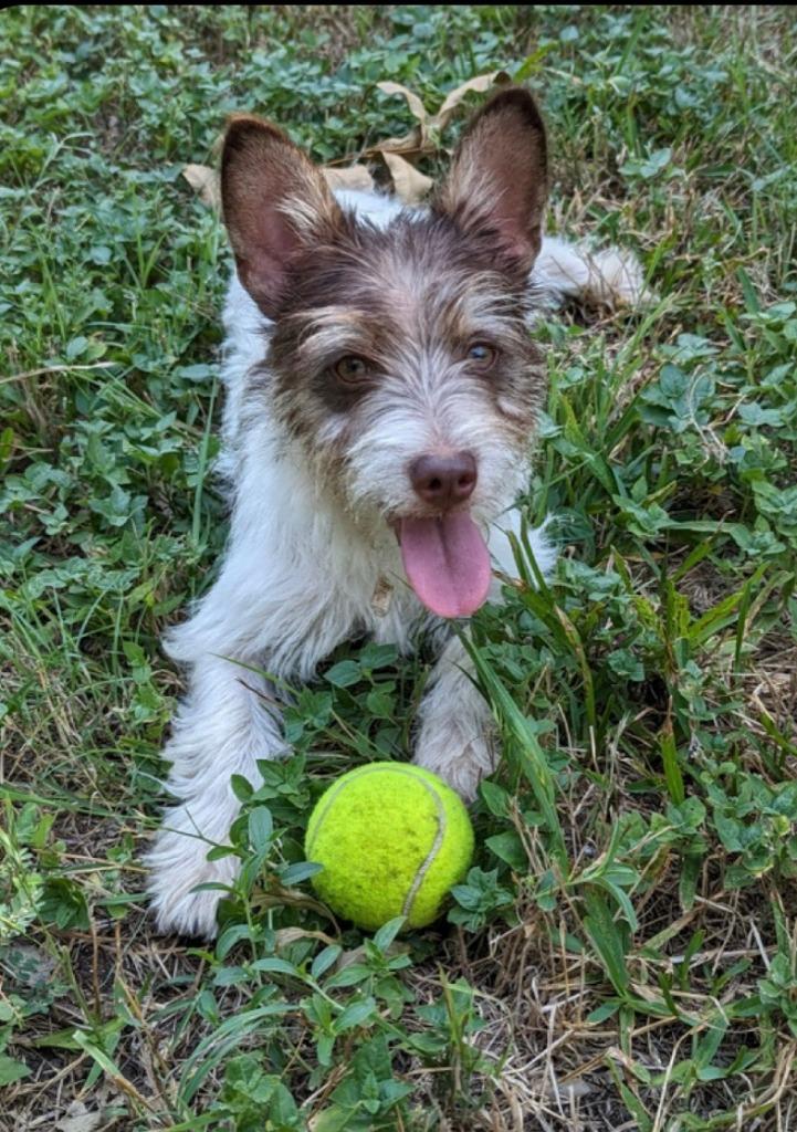 Enlarge Firecracker, a Adopted Jack Russell Terrier in Leander, TX image 2/3