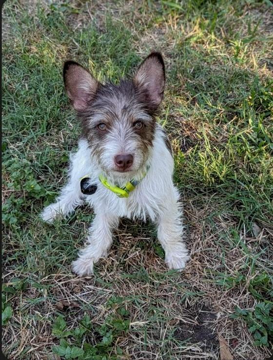 Enlarge Firecracker, a Adopted Jack Russell Terrier in Leander, TX image 3/3