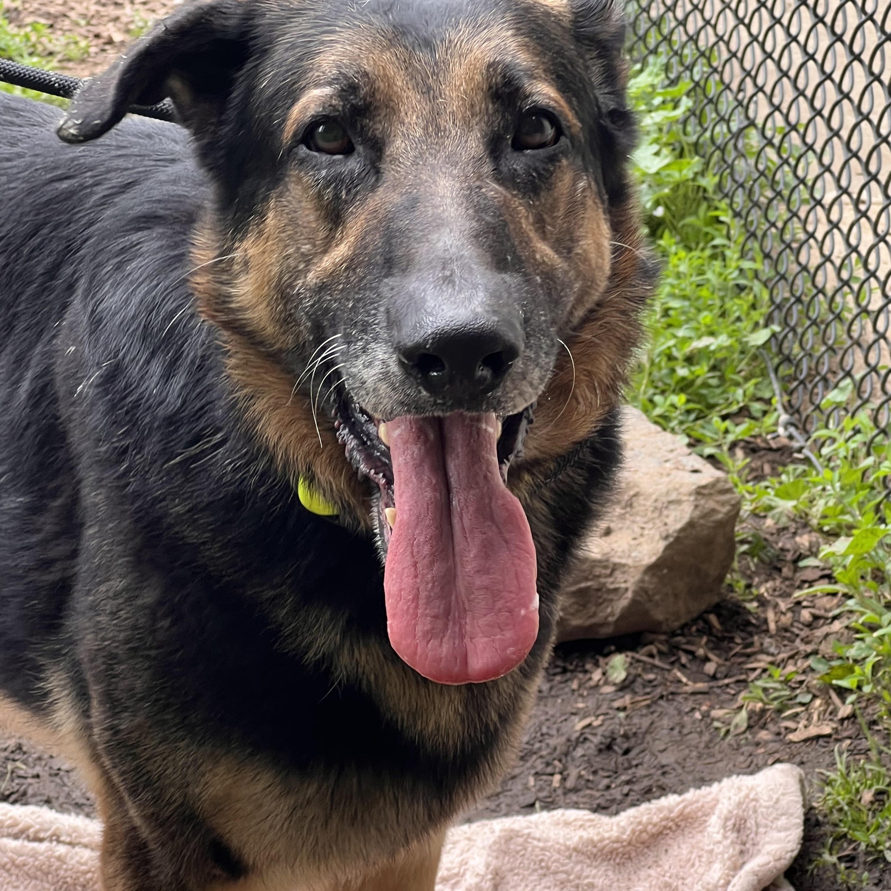 Simba, adopted, Young Male German Shepherd Dog.