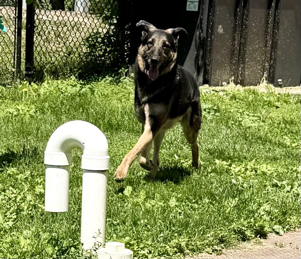 Enlarge Simba, an adopted German Shepherd Dog in Yonkers, NY image 2/6
